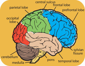 brain-iq-plus-system-trial-side-effects
