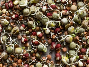 Beans-before-bed-circlehealthclub-com-sprouts-vicky-wasik-35
